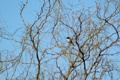 Microspingus melanoleucus