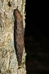 Megapallifera mutabilis