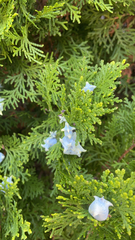 Platycladus orientalis