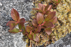 Vaccinium cespitosum