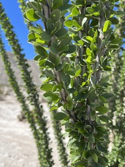 Fouquieria splendens splendens