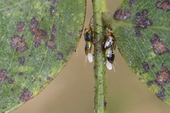 Platycorypha nigrivirga