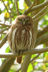 Glaucidium brasilianum