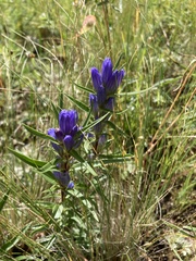 Gentiana affinis