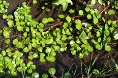 Ludwigia peploides