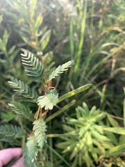 Chamaecrista fasciculata