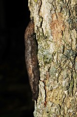 Megapallifera mutabilis