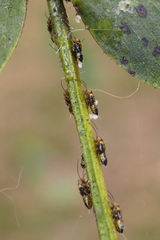 Platycorypha nigrivirga