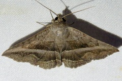 Lesmone griseipennis