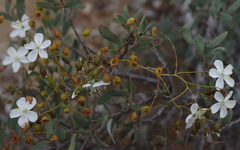 Macrantha