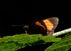 Koruthaialos rubecula