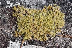 Racomitrium lanuginosum