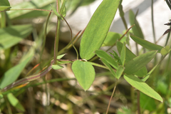 Lathyrus palustris