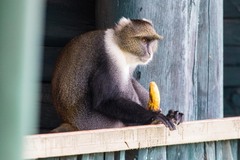 Cercopithecus mitis kolbi