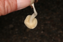 Lactocollybia