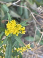 Solidago multiradiata
