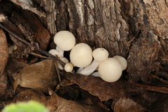 Lactocollybia