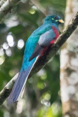 Apaloderma narina