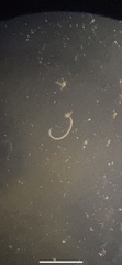 Nematoda