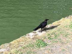Corvus corone