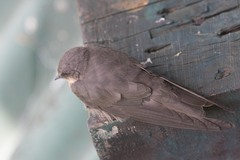 Ptyonoprogne fuligula