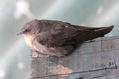 Ptyonoprogne fuligula