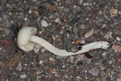 Lactocollybia