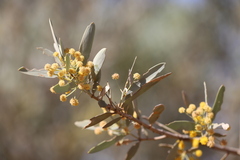 Acacia georginae