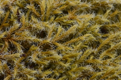 Racomitrium lanuginosum