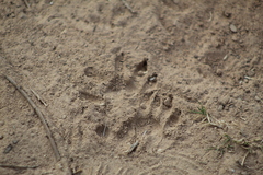 Didelphis albiventris