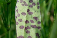 Dactylorhiza majalis