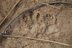 Didelphis albiventris
