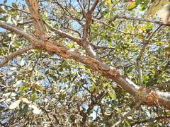 Quercus douglasii