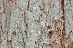 Icmadophila ericetorum