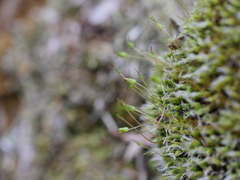 Leptostomum macrocarpum