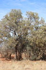 Acacia georginae