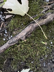 Fissidens taxifolius