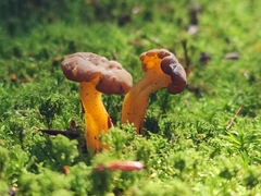 Leotia lubrica