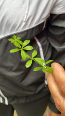 Galium triflorum