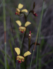 Diuris corymbosa
