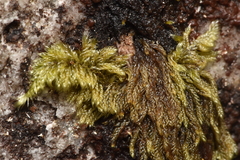Hypnum circinale