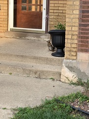 Sciurus carolinensis