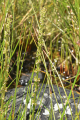 Triglochin maritima