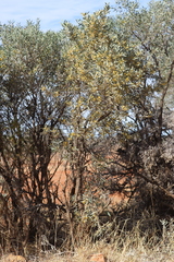 Acacia georginae