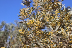 Acacia georginae
