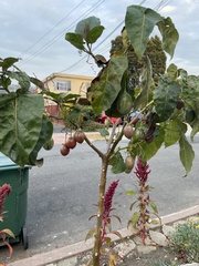 Solanum betaceum