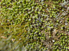 Leptostomum macrocarpum