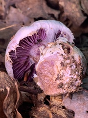 Cortinarius