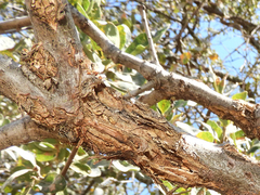 Quercus douglasii