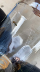 Cicadellinae